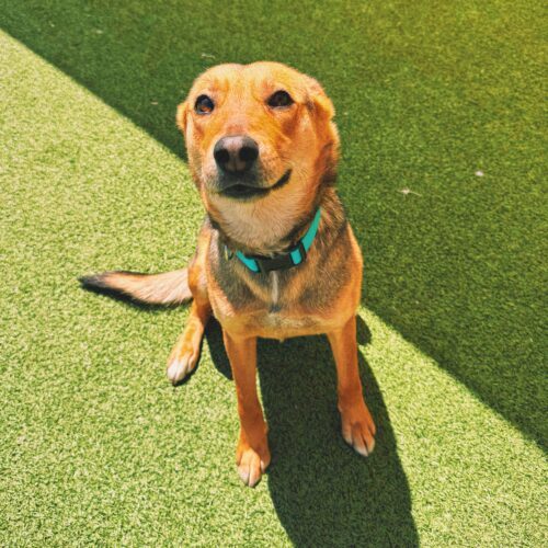 Lyla, an adoptable Shepherd, Mixed Breed in Hays, KS, 67601 | Photo Image 4