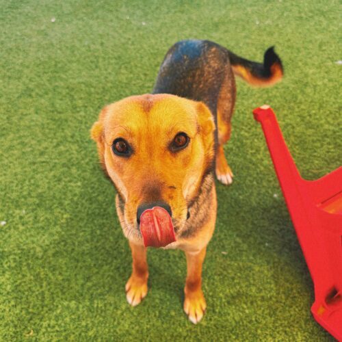 Lyla, an adoptable Shepherd, Mixed Breed in Hays, KS, 67601 | Photo Image 5