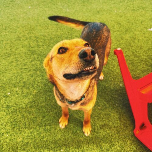 Lyla, an adoptable Shepherd, Mixed Breed in Hays, KS, 67601 | Photo Image 6