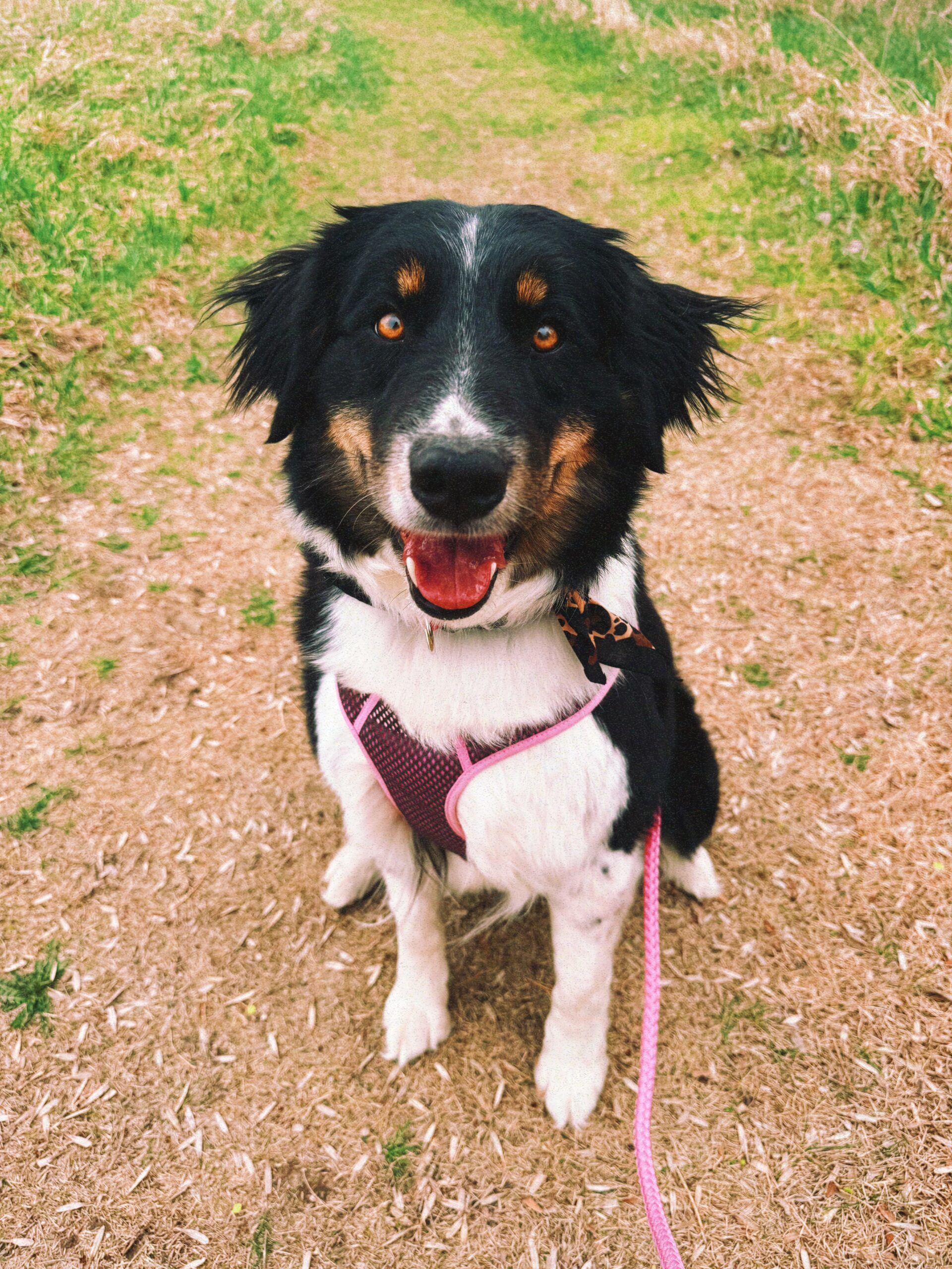 Hazelnut, an adoptable Australian Shepherd, Border Collie in Hays, KS, 67601 | Photo Image 1