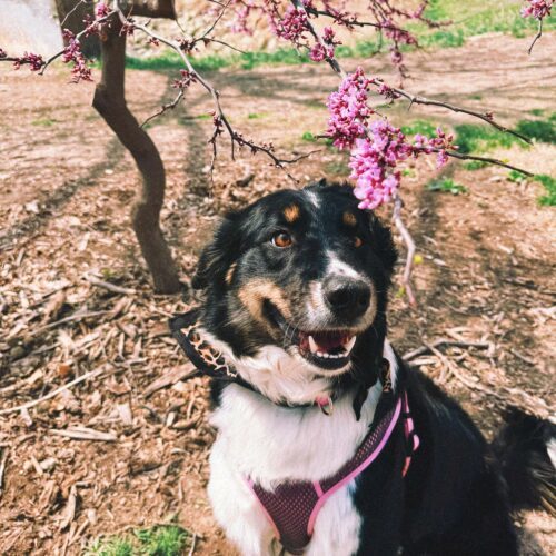 Hazelnut, an adoptable Australian Shepherd, Border Collie in Hays, KS, 67601 | Photo Image 2