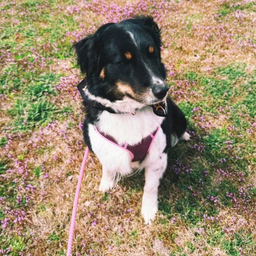 Hazelnut, an adoptable Australian Shepherd, Border Collie in Hays, KS, 67601 | Photo Image 3