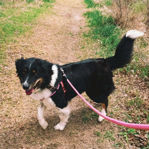 Hazelnut, an adoptable Australian Shepherd, Border Collie in Hays, KS, 67601 | Photo Image 4
