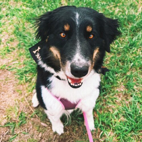 Hazelnut, an adoptable Australian Shepherd, Border Collie in Hays, KS, 67601 | Photo Image 5