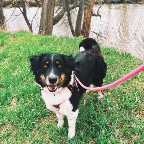 Hazelnut, an adoptable Australian Shepherd, Border Collie in Hays, KS, 67601 | Photo Image 6