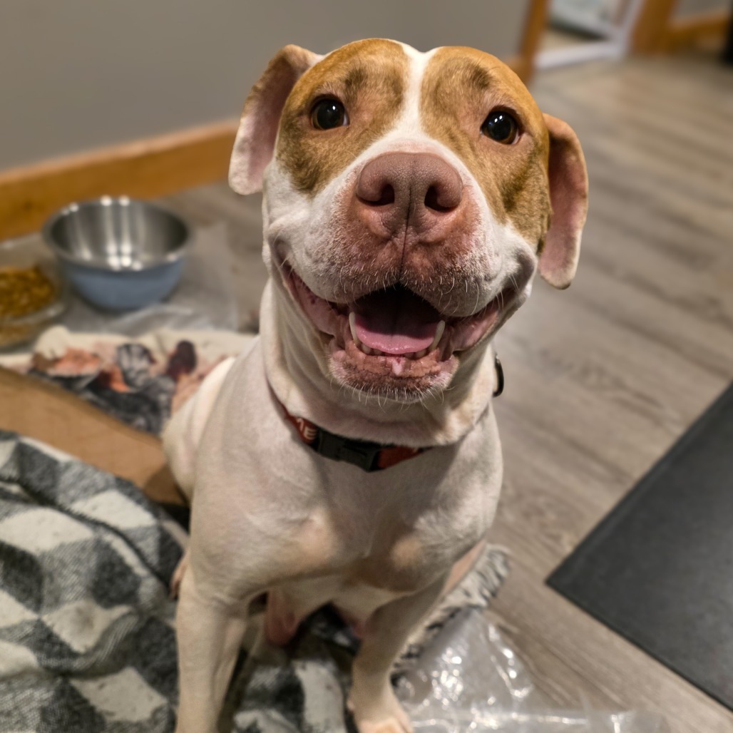Peanut Butter (Jalapeno Pupper)
