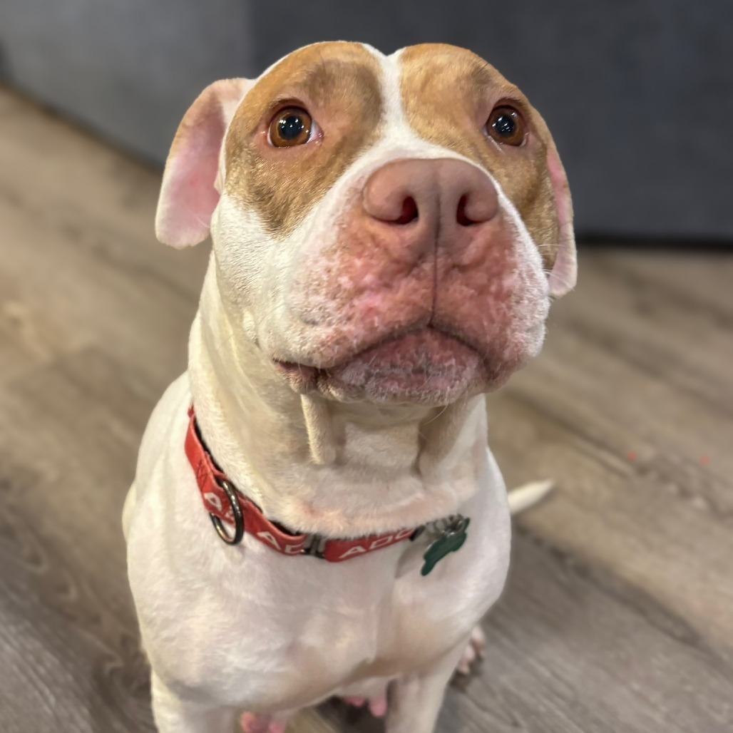 Peanut Butter (Jalapeno Pupper)