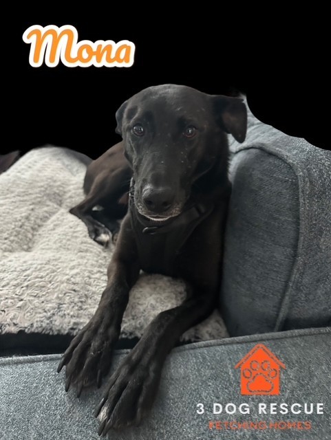 Mona, an adoptable Greyhound, Black Labrador Retriever in Cody, WY, 82414 | Photo Image 1