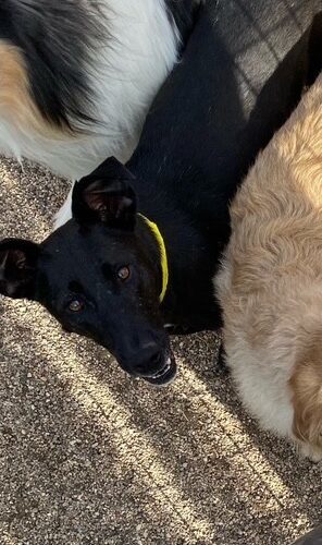 Mona, an adoptable Greyhound, Black Labrador Retriever in Cody, WY, 82414 | Photo Image 2
