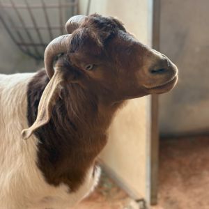 Stella, Adult Female unknown