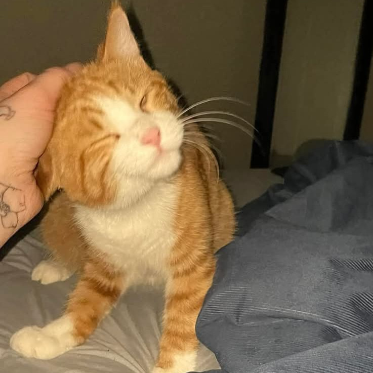 Prince, an adoptable Domestic Short Hair in Grand Rapids, MN, 55744 | Photo Image 2
