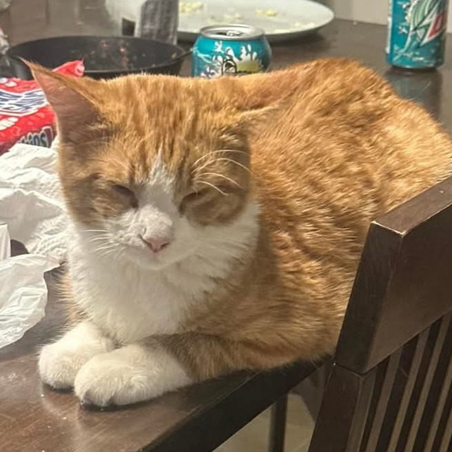 Prince, an adoptable Domestic Short Hair in Grand Rapids, MN, 55744 | Photo Image 3