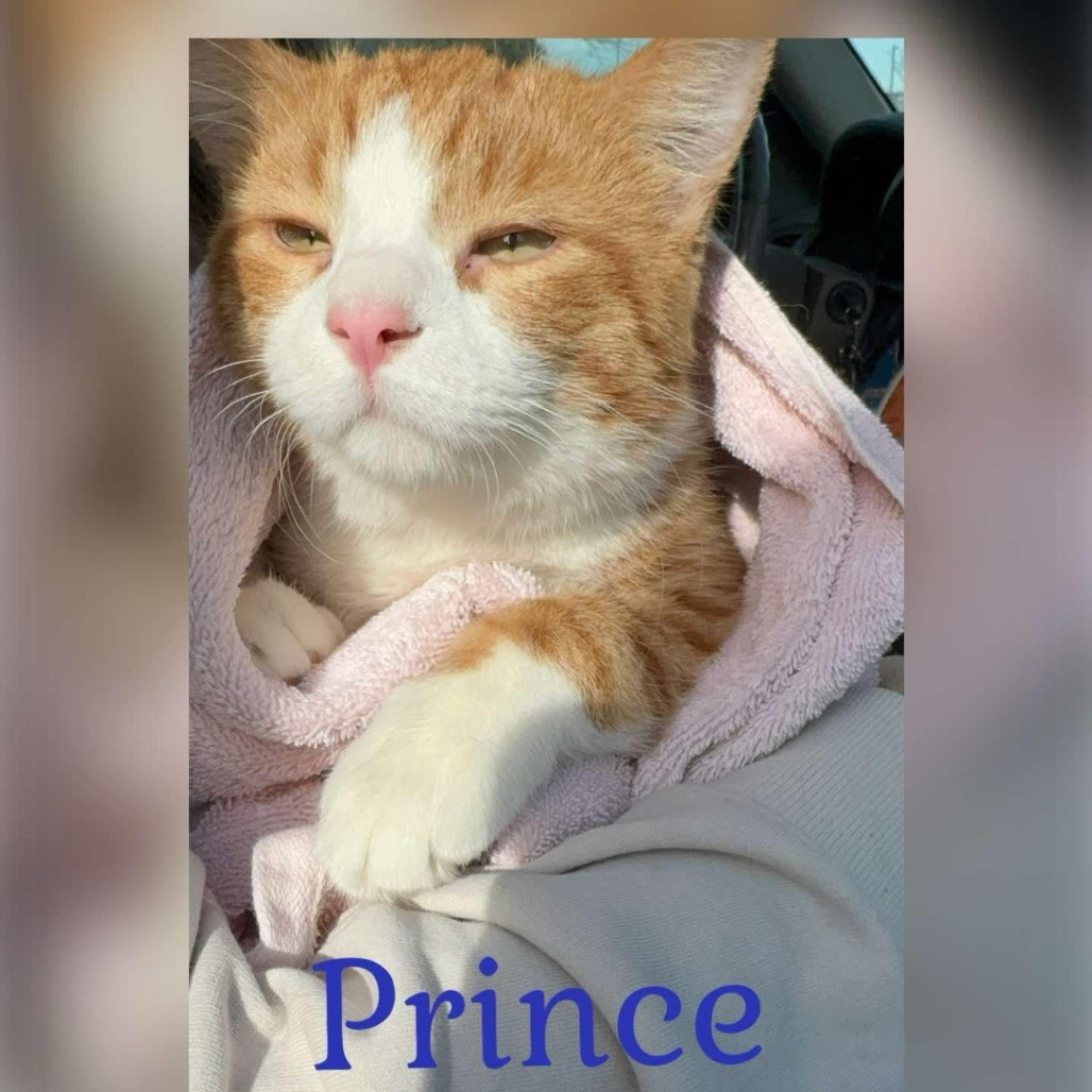Prince, an adoptable Domestic Short Hair in Grand Rapids, MN, 55744 | Photo Image 5