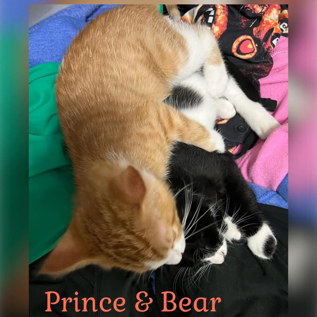 Prince, an adoptable Domestic Short Hair in Grand Rapids, MN, 55744 | Photo Image 6
