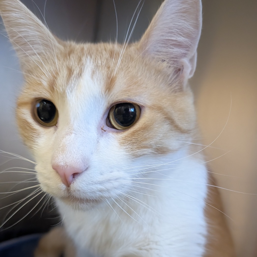 Simba, an adoptable Domestic Short Hair in Wadena, MN, 56482 | Photo Image 1