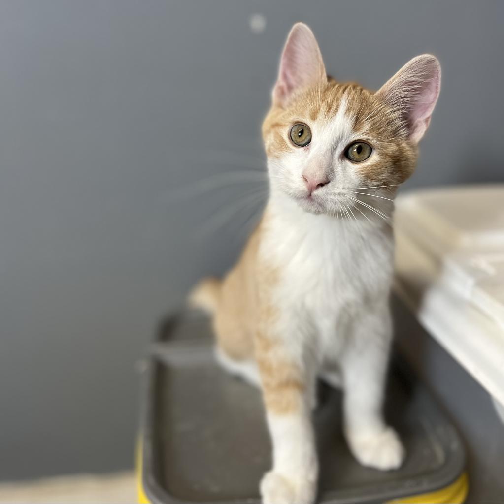 Simba