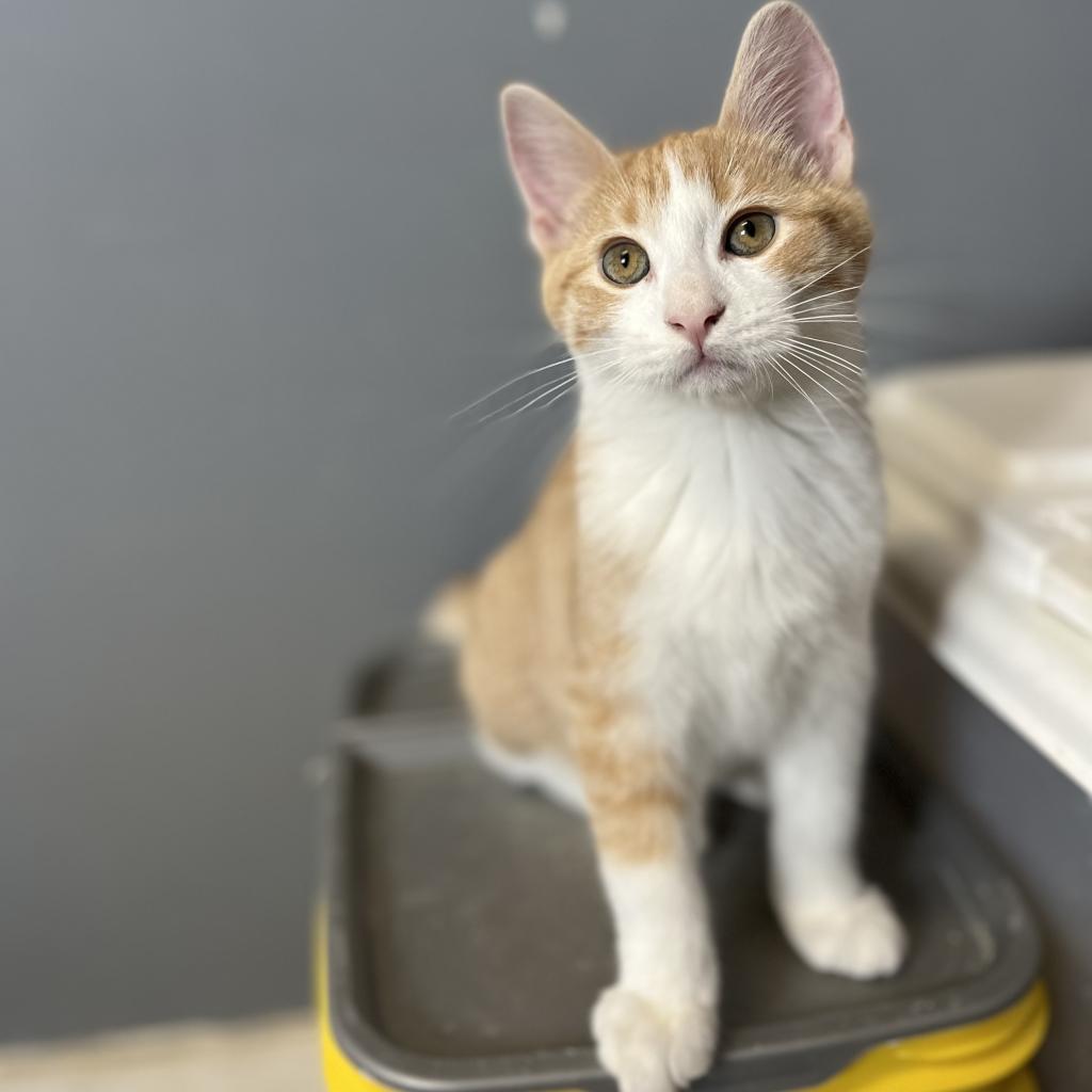 Simba