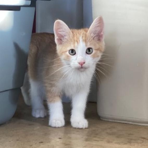 Simba