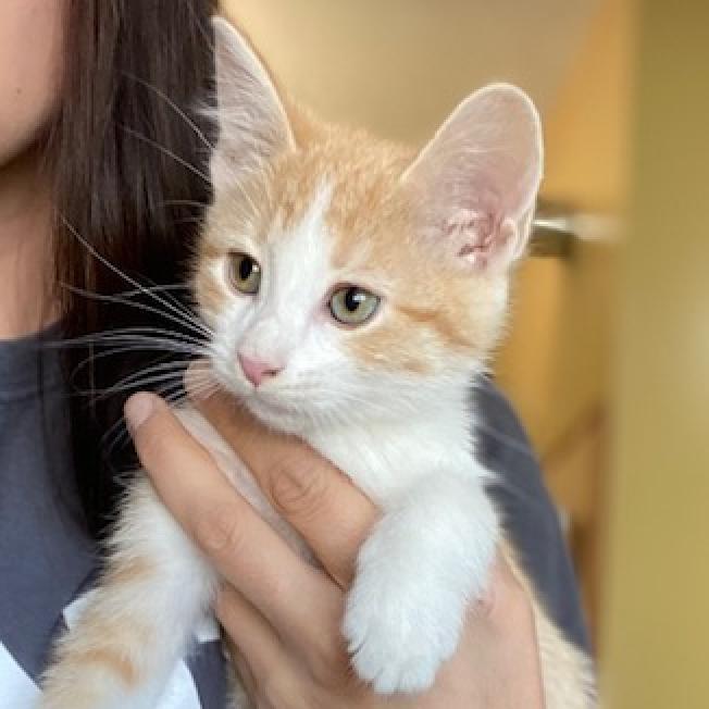 Simba