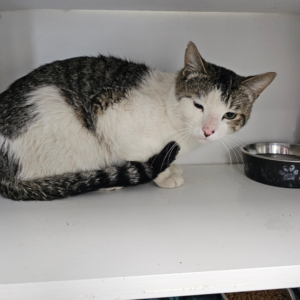 Arnold, an adoptable Domestic Short Hair in Duncan, OK, 73533 | Photo Image 2