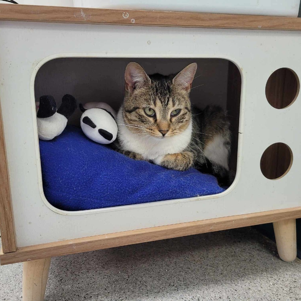 April, an adoptable Domestic Short Hair in Duncan, OK, 73533 | Photo Image 1