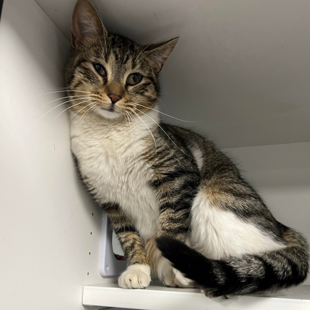 April, an adoptable Domestic Short Hair in Duncan, OK, 73533 | Photo Image 2