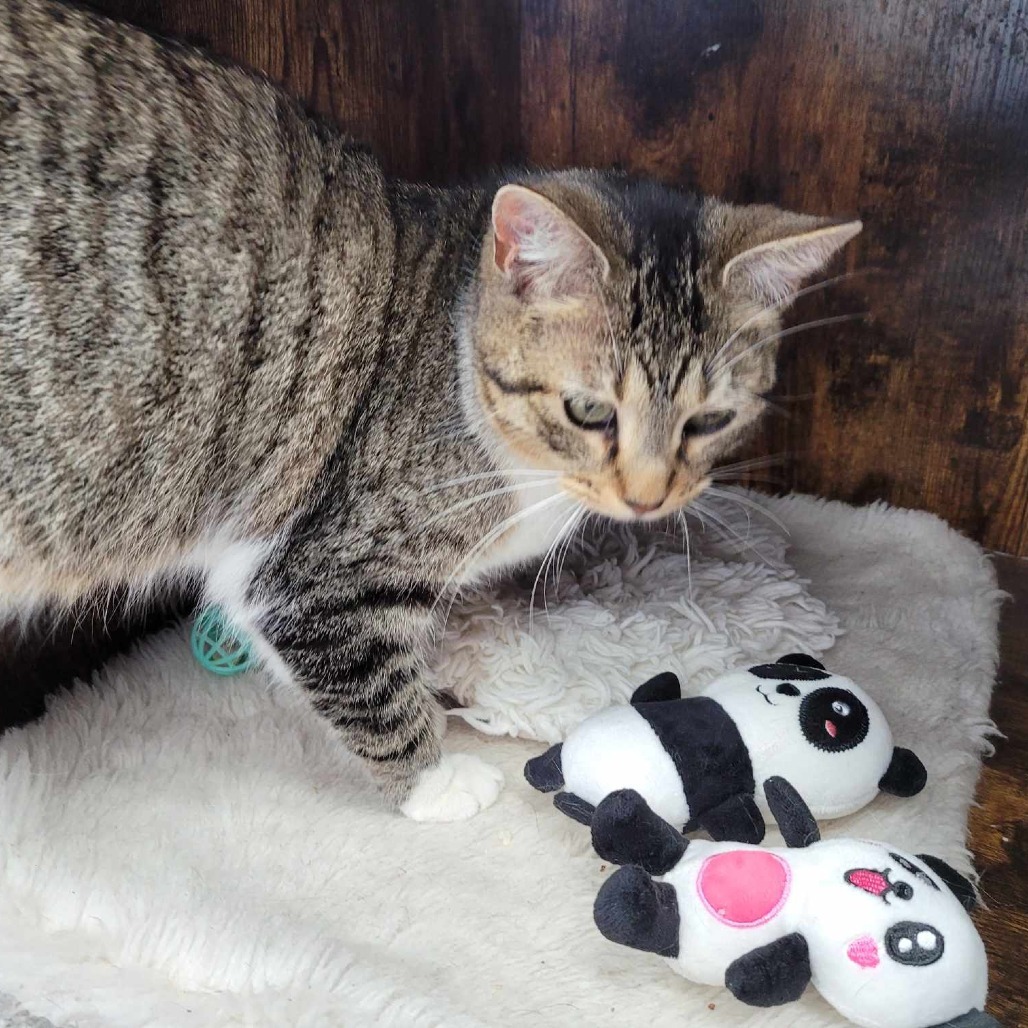 April, an adoptable Domestic Short Hair in Duncan, OK, 73533 | Photo Image 3