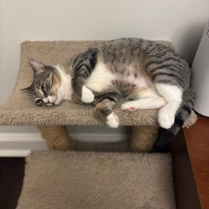 Betty, Adult Female Domestic Short Hair
