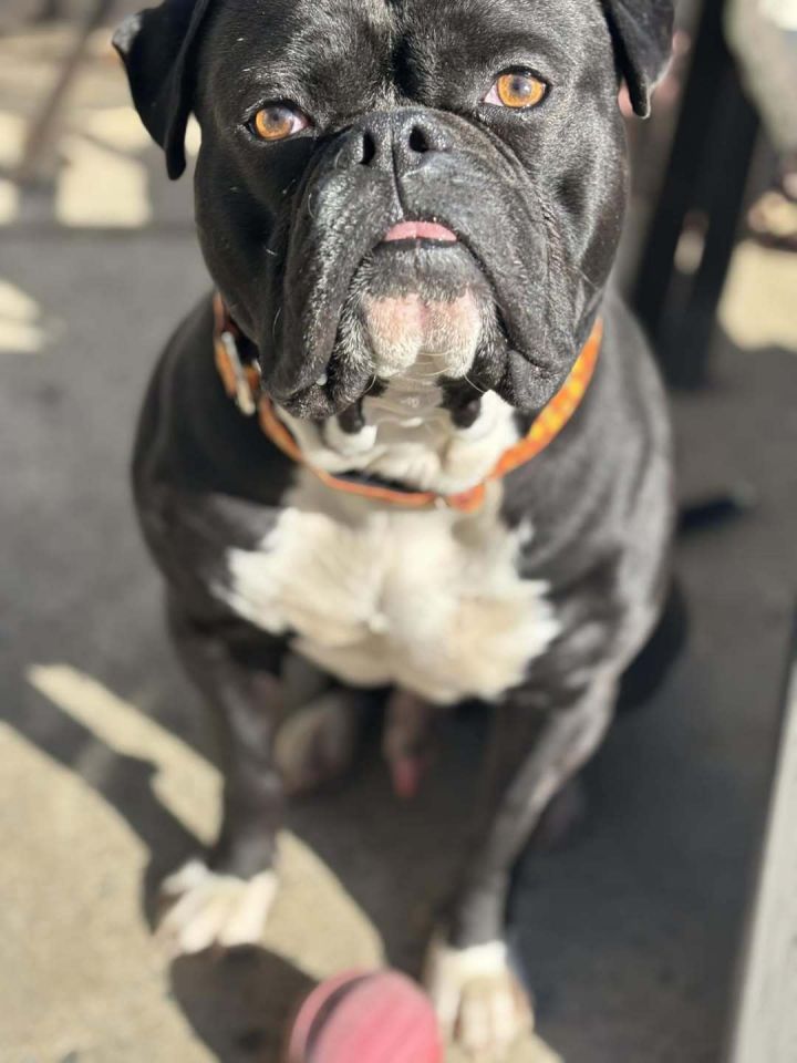 Tyson 1