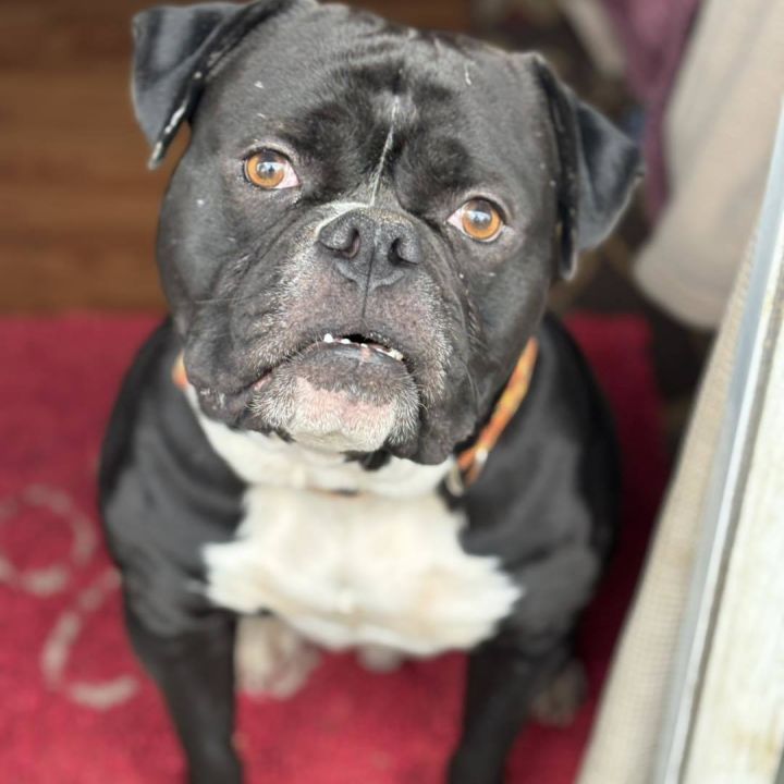 Tyson 2