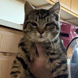 Teddy, Young Male Domestic Short Hair
