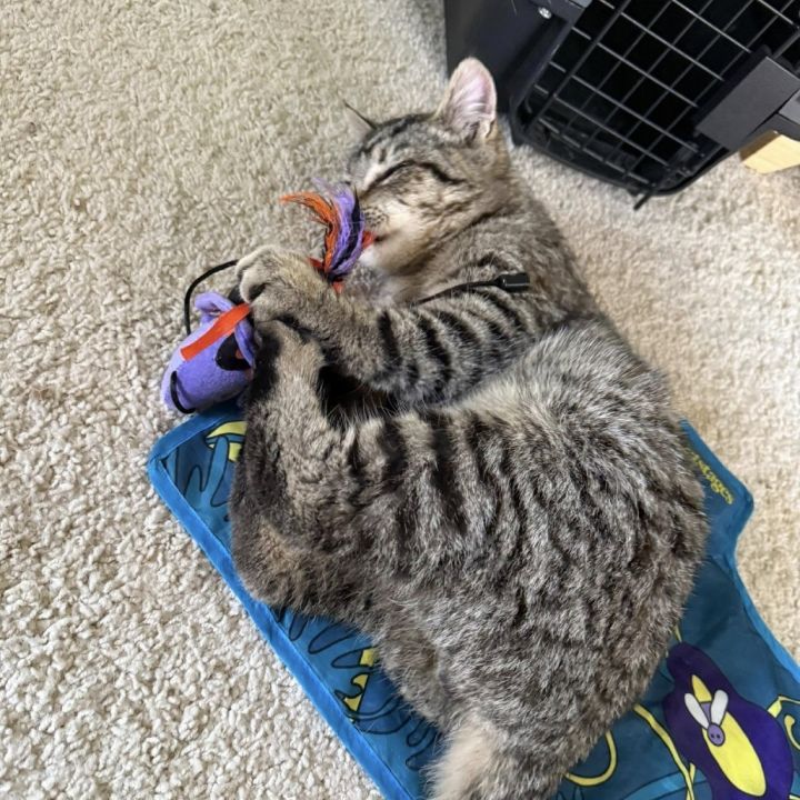 Teddy 4