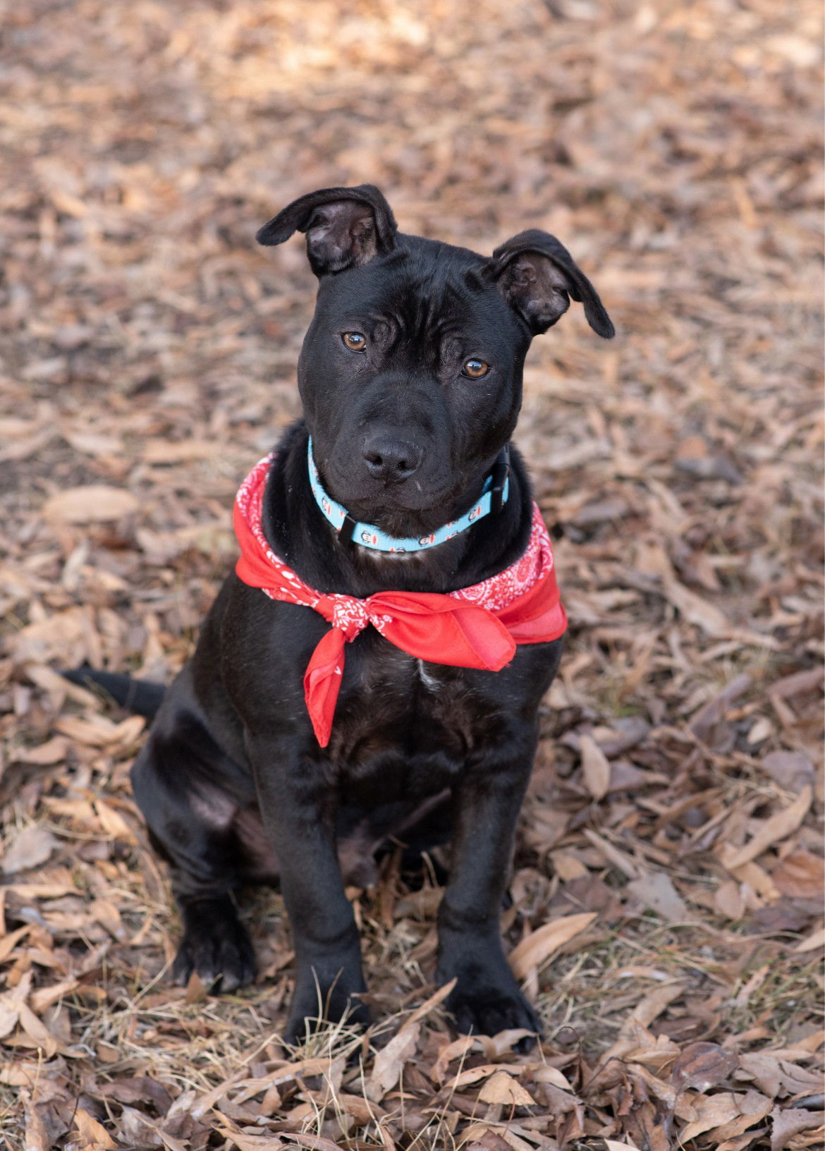 ROSCO
