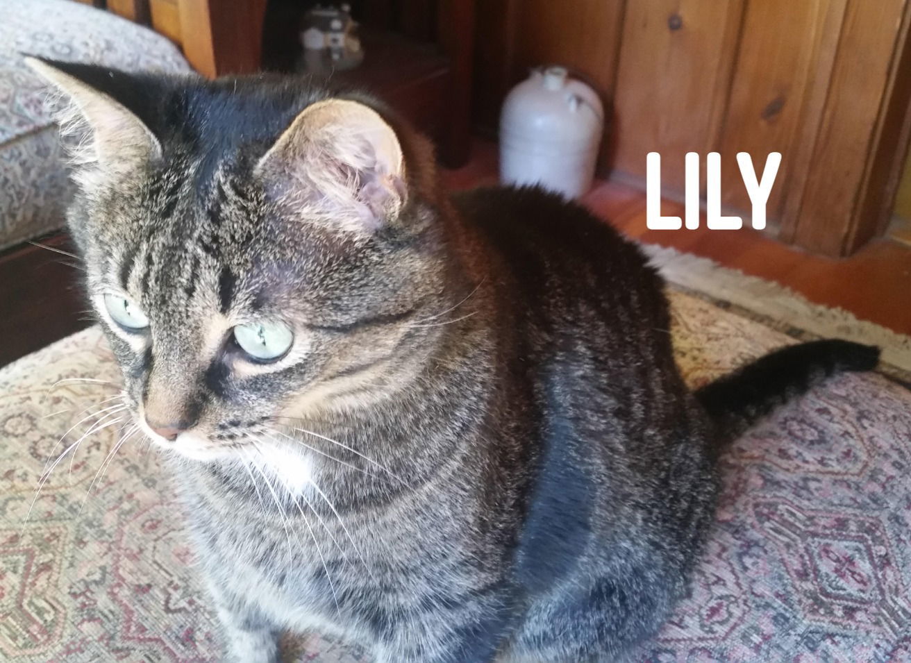 Lily