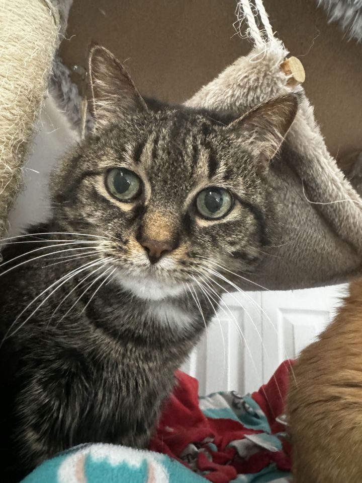 Lily 1