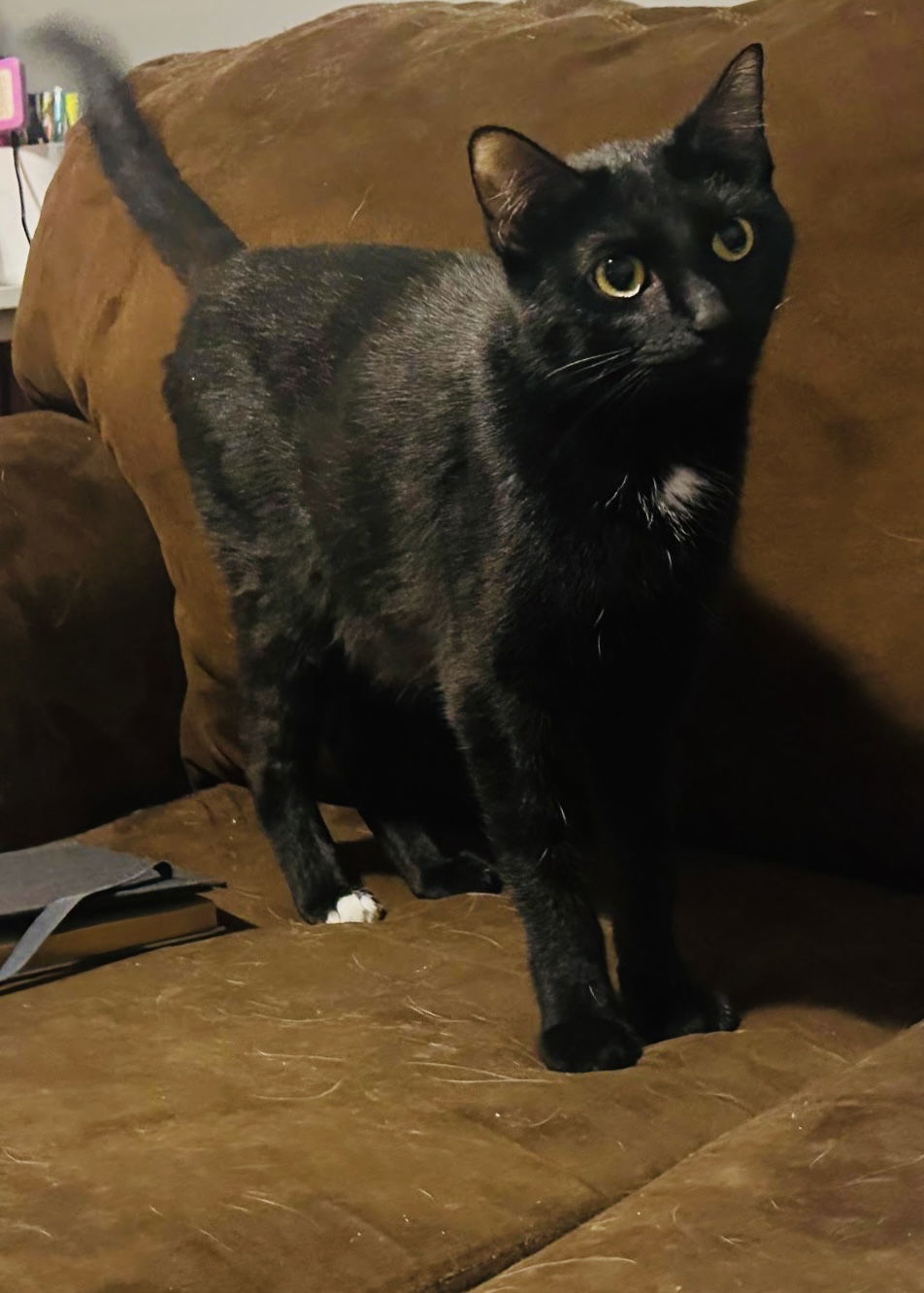 Mitsy