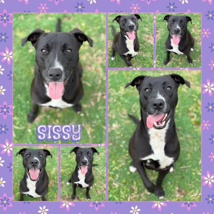 Sissy 1