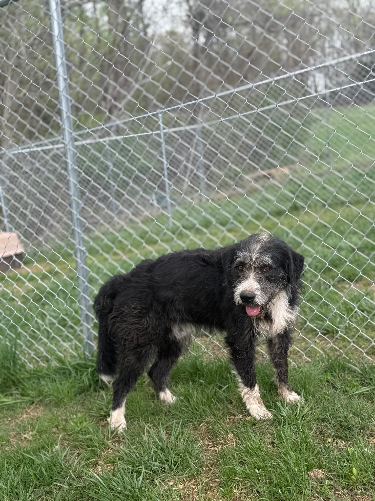 Tipper, an adoptable Terrier, Schnauzer in Lawrenceburg, TN, 38464 | Photo Image 1