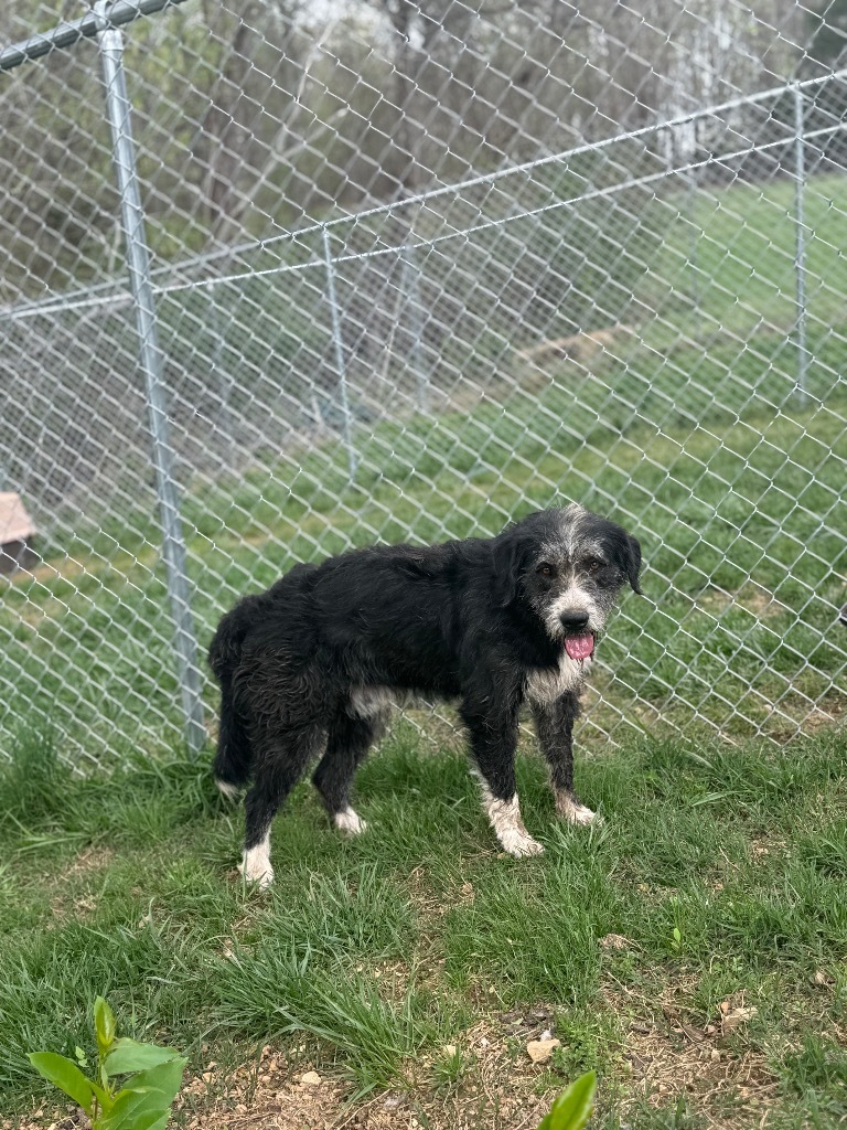 Tipper, an adoptable Terrier, Schnauzer in Lawrenceburg, TN, 38464 | Photo Image 2