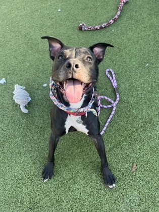 Sherman (in foster)