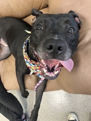 Sherman (in foster)