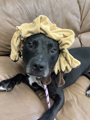 Sherman (in foster)