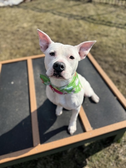 Demi, an adoptable Pit Bull Terrier, Mixed Breed in Harbor Springs, MI, 49740 | Photo Image 1
