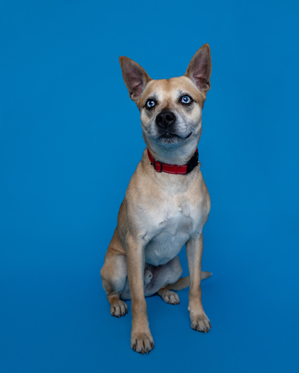 Bruno, an adoptable Cattle Dog, Mixed Breed in Harbor Springs, MI, 49740 | Photo Image 1