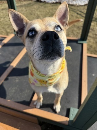 Bruno, an adoptable Cattle Dog, Mixed Breed in Harbor Springs, MI, 49740 | Photo Image 2