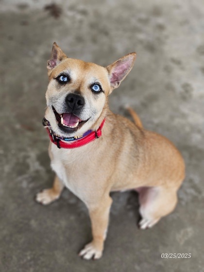 Bruno, an adoptable Cattle Dog, Mixed Breed in Harbor Springs, MI, 49740 | Photo Image 3