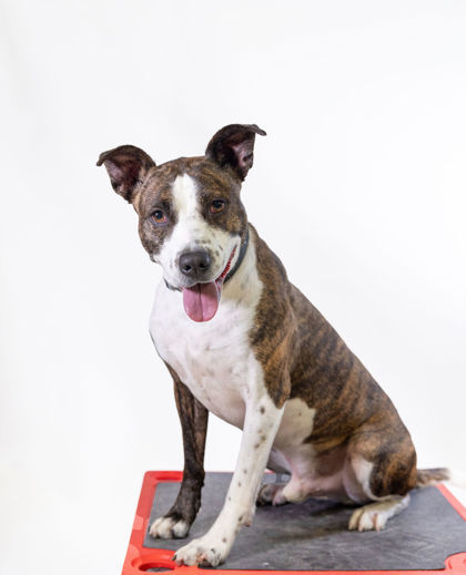 Tommy, an adoptable Pit Bull Terrier, Mixed Breed in Harbor Springs, MI, 49740 | Photo Image 1
