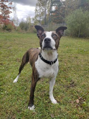 Tommy, an adoptable Pit Bull Terrier, Mixed Breed in Harbor Springs, MI, 49740 | Photo Image 2