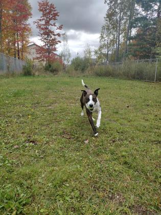 Tommy, an adoptable Pit Bull Terrier, Mixed Breed in Harbor Springs, MI, 49740 | Photo Image 3