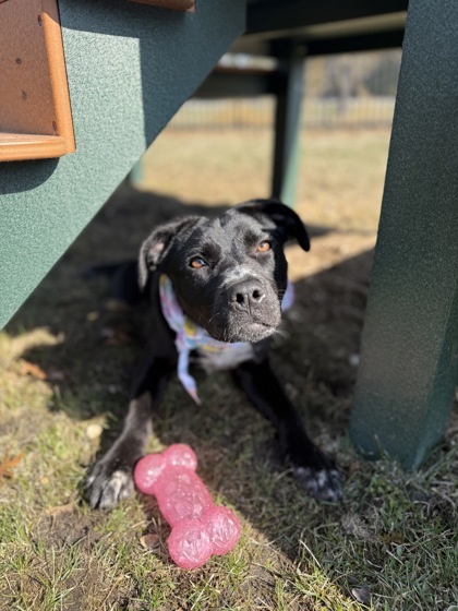 Gio, an adoptable Boxer, Mixed Breed in Harbor Springs, MI, 49740 | Photo Image 1